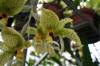 stanhopea_wardii00041.jpg