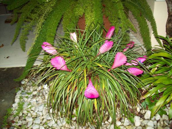 Tillandsia cyanea - July 2009