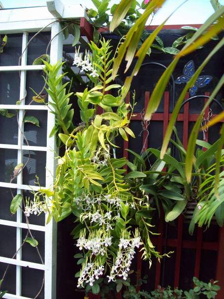 Dendrobium antennatum - July 2009