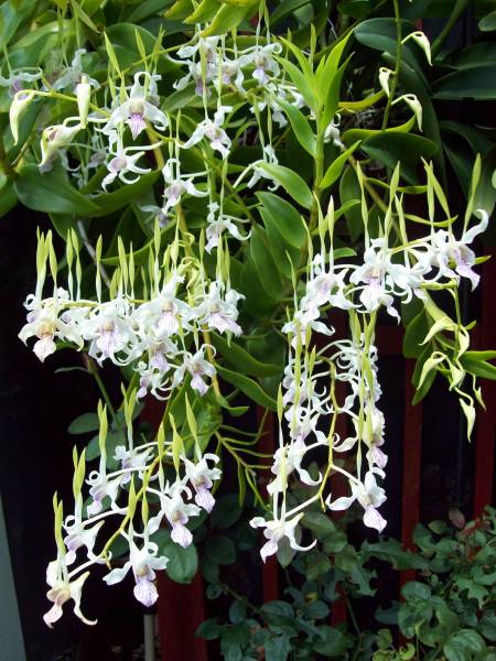 Dendrobium antennatum - July 2009