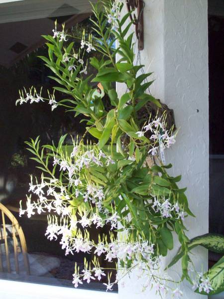 Dendrobium antennatum - July 2009