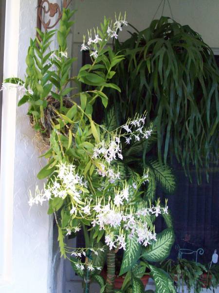 Dendrobium antennatum - July 2009