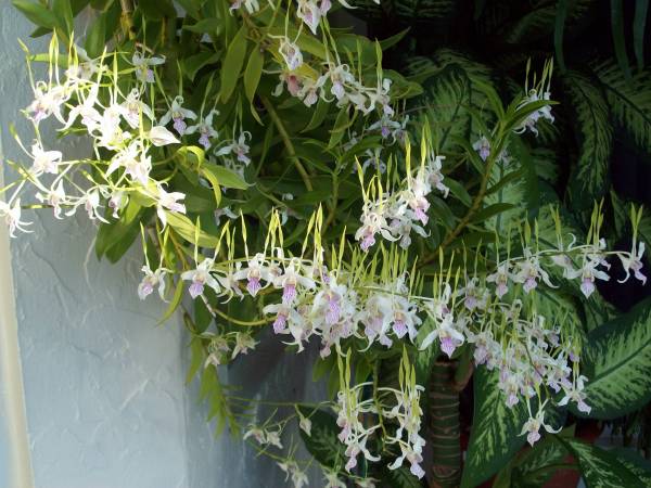 Dendrobium antennatum - July 2009