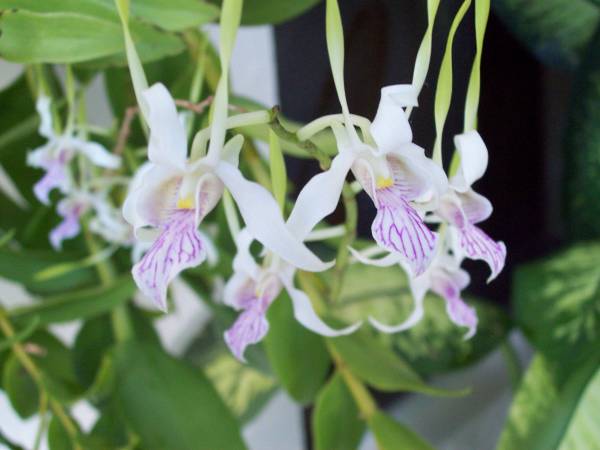 Dendrobium antennatum - July 2009