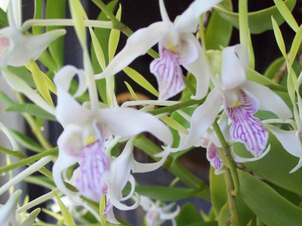 Dendrobium antennatum - July 2009