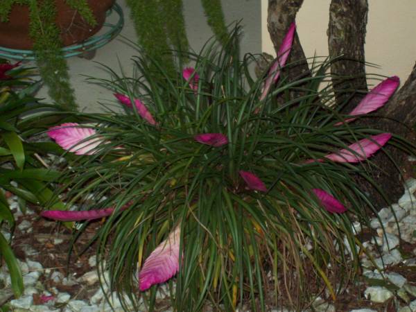 Tillandsia cyanea - July 2009