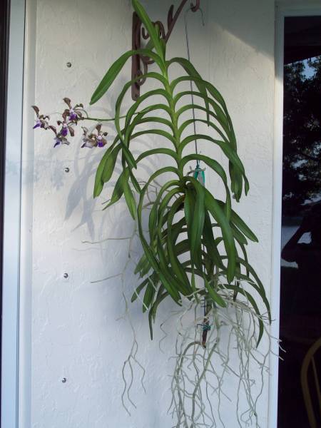 Vanda Cindy Banks - July 2009