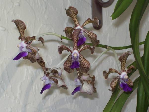 Vanda Cindy Banks - July 2009