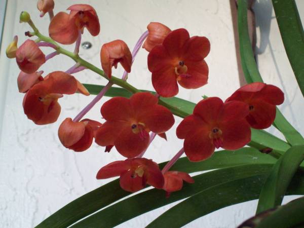 Ascda Flamboyant Mary Motes - July 2009