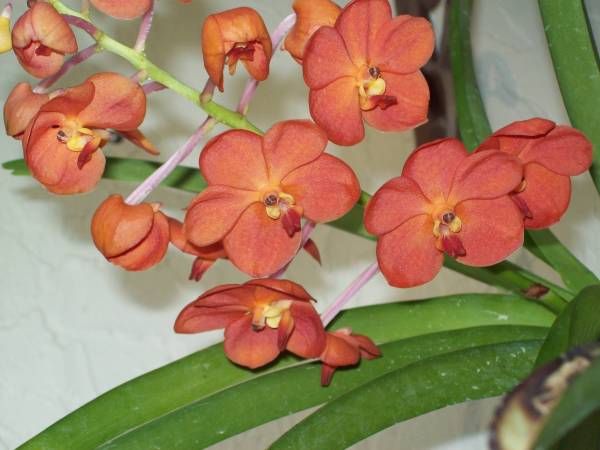 Ascda Flamboyant Mary Motes - July 2009