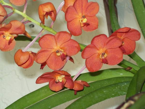 Ascda Flamboyant Mary Motes - July 2009