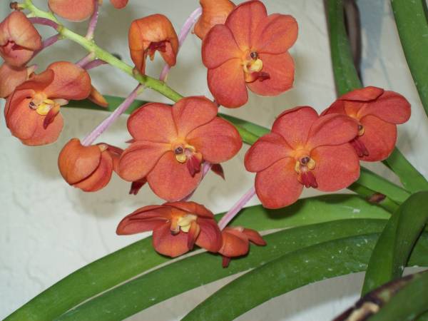 Ascda Flamboyant Mary Motes - July 2009