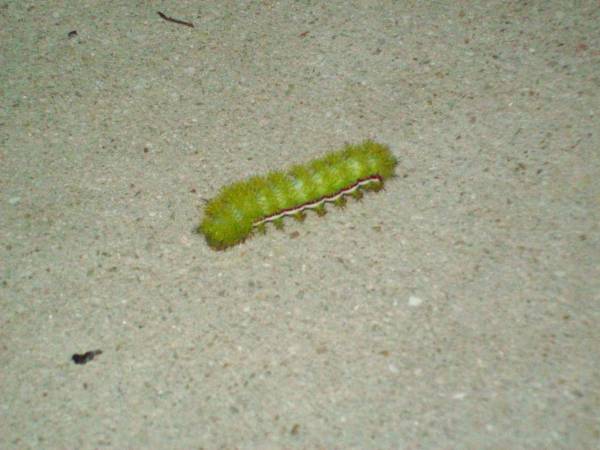 Aug 2009 - Io Moth caterpillars