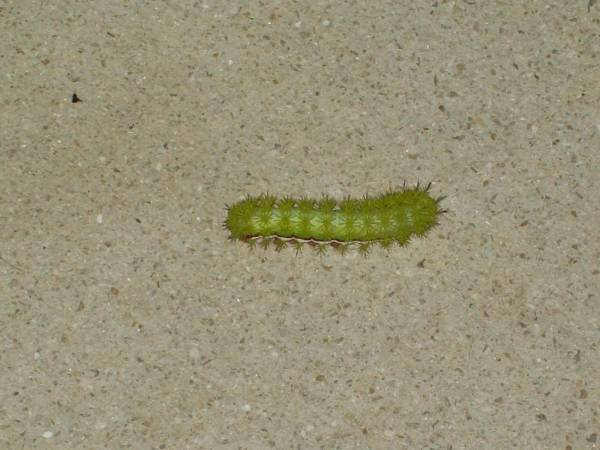 Aug 2009 - Io Moth caterpillars