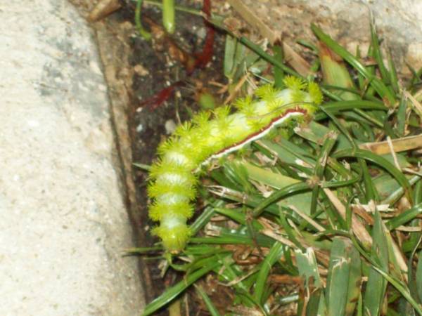 Aug 2009 - Io Moth caterpillars