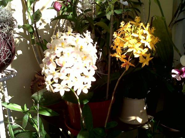 White Epidendrum