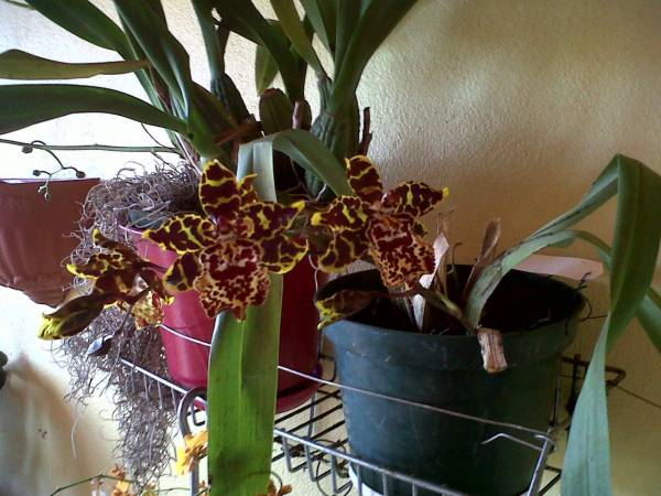 Oncidium 'Bobcat'