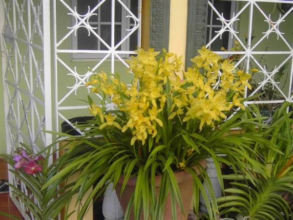 Cymbidium Golden Elm