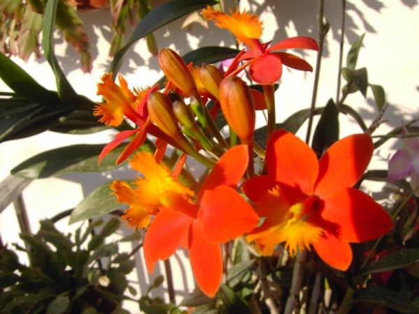 Epidendrum (NoID)