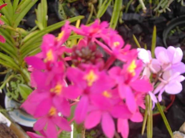 Epidendrum rose pink