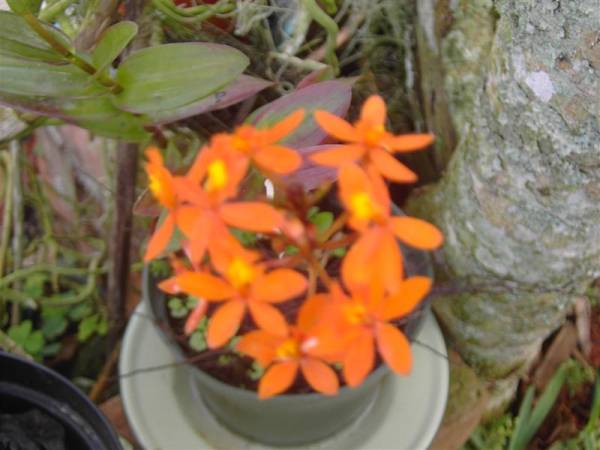 Epidendrum orange