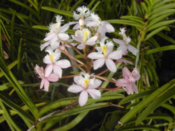 Epidendrum white