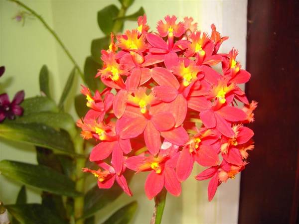 Epidendrum (hybrid)