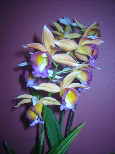 Phaius Dan Rosenberg