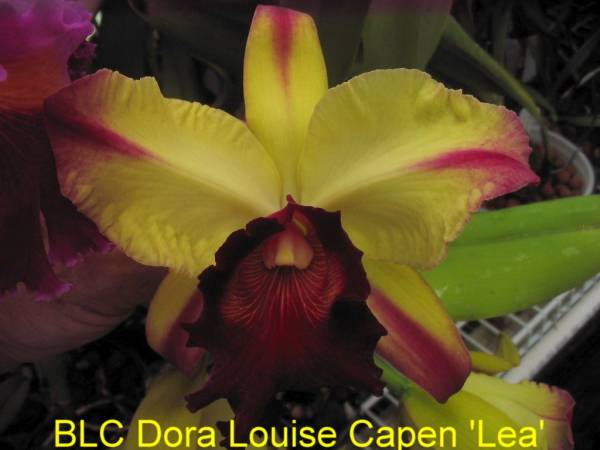 BLC_Dora_Louise_Capen_Lea_1