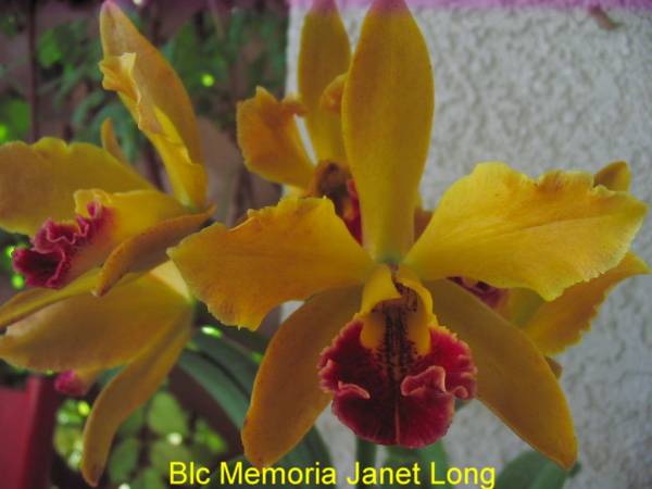 Blc_Memoria_Janet_Long