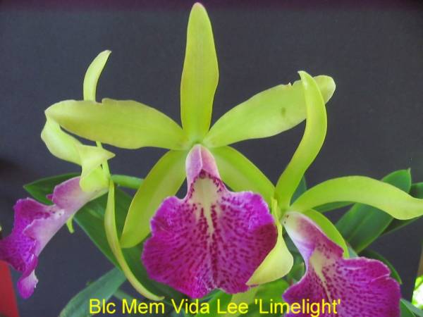 Blc_vida_lee_Limelight_