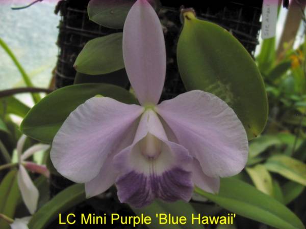 LC_Mini_Purple_Blue_Hawaii_