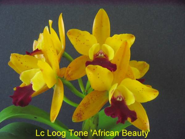 Lc_Loog_Tone_African_Beauty_