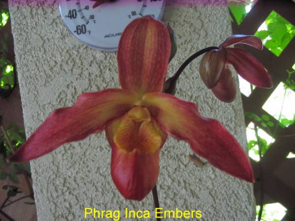 Phrag_Inca_Embers1