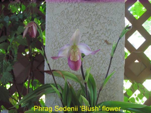 Phrag_Sedenii_Blush_flower