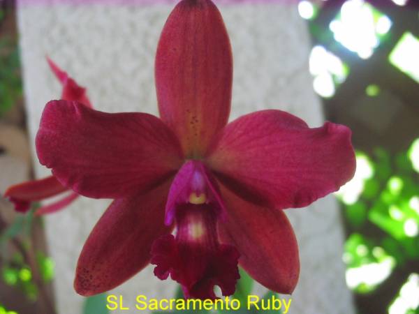 SL_Sacramento_Ruby