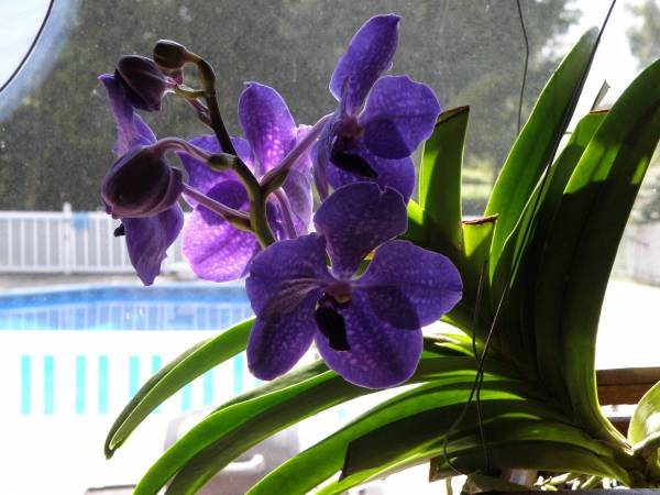 Vanda Pachara Delight