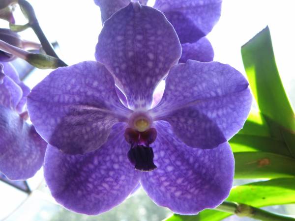 Vanda Pachara Delight