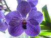 Orchids_Aug_09_013.jpg