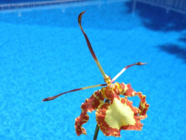 Orchids_Aug_09_006