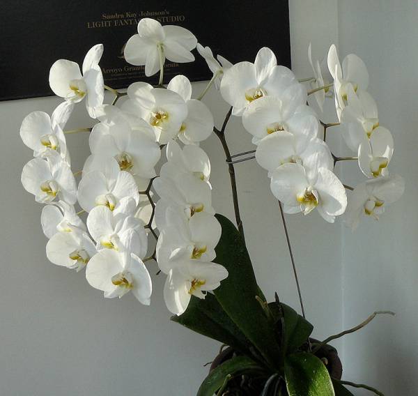 White Phalaenopsis