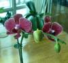 3-04_Purple_orchid_macro.jpg