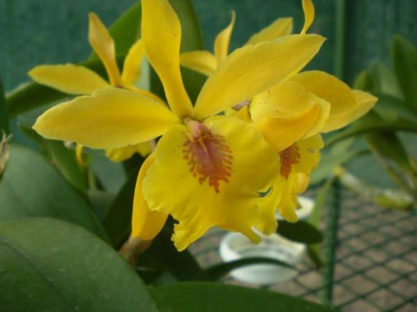 Cattleya_Don_Hermann_1006