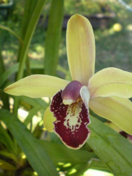 Cymbidium_1006_2_