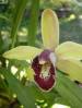 Cymbidium_1006_2_.JPG