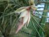 Tillandsia_1006_2_.JPG