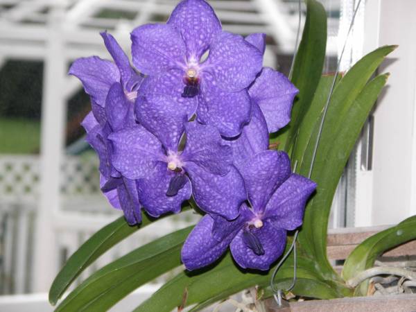 Vanda Pachara Delight