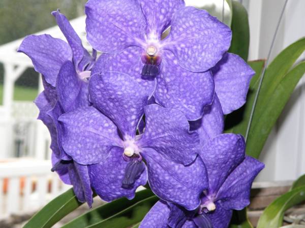 Vanda Pachara Delight