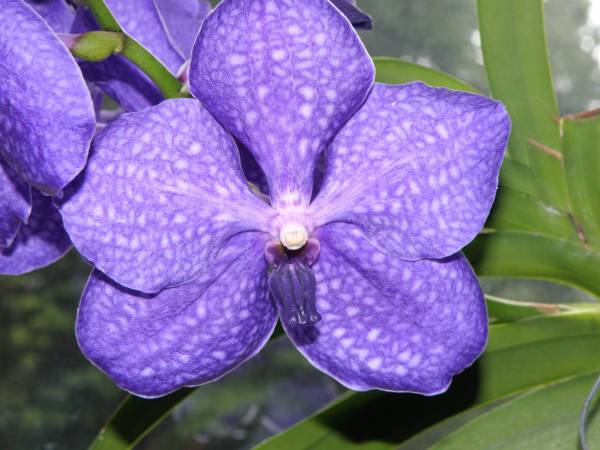 Vanda Pachara Delight