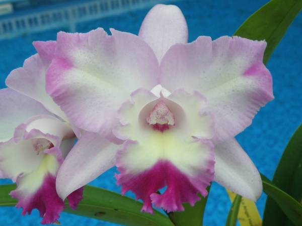 Lc. Angel Heart 'Hihimanu'